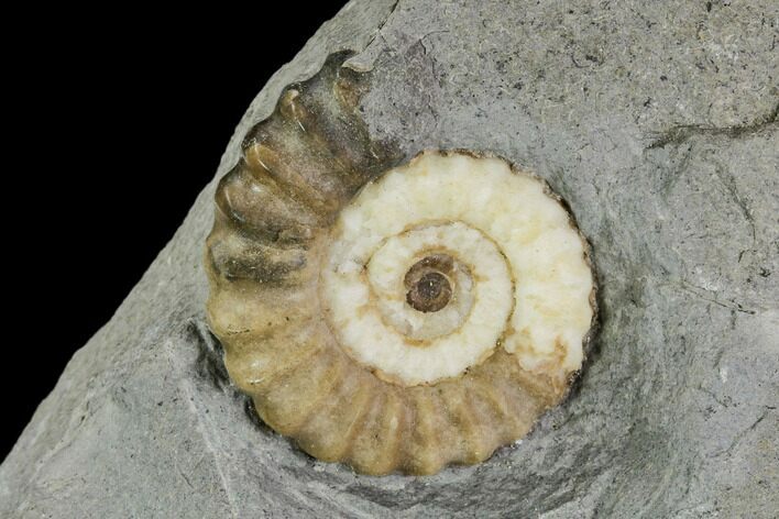 Fossil Ammonite (Promicroceras) - Lyme Regis #110715